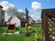 Výsadba na školní zahradě